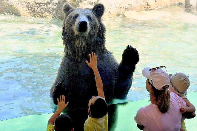 bioparco orso (foto massimiliano di giovanni, archivio bioparco)