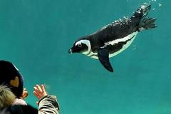 bioparco pinguino